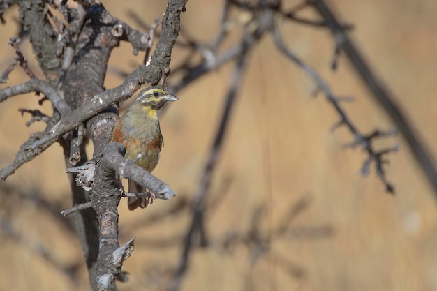 Cirl bruant Emberiza cirlus Malaga Espagne