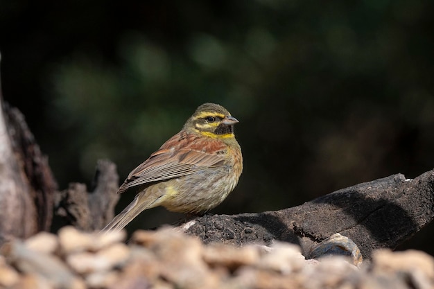 Photo cirl bunting emberiza cirlus malaga espagne