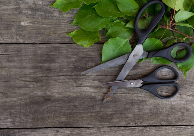 Ciseaux de jardinage et branche verte sur table rustique. Temps de jardinage.