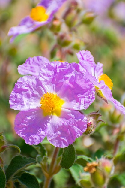 Ciste cendrée Cistus creticus