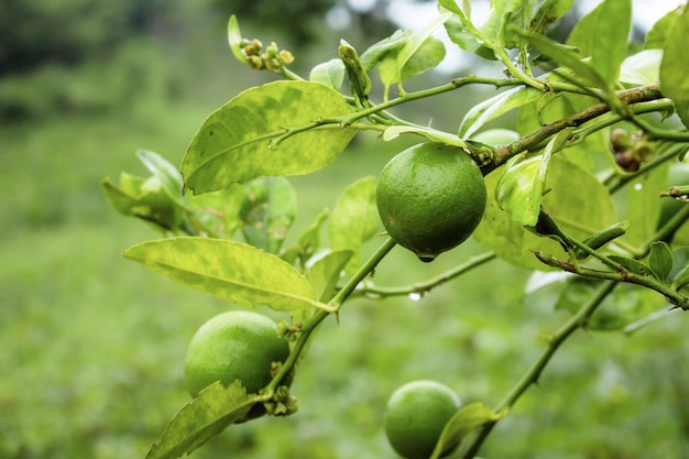 Citron sur arbre pendant la saison des pluies à la ferme.