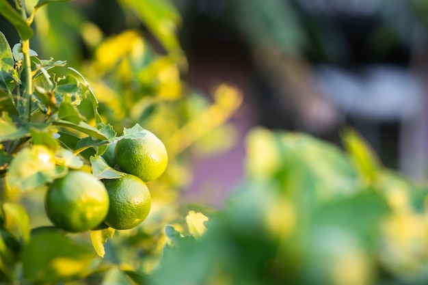 Citron au jardin