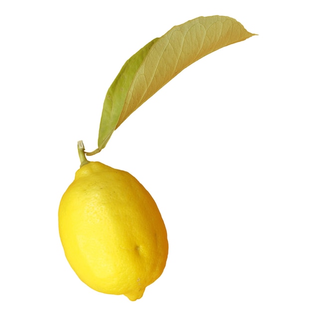 Citron isolé sur blanc