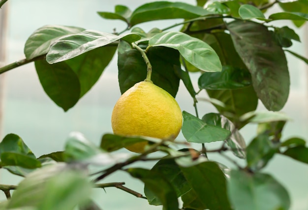 Citron jaune mûr accroché sur une branche d'arbre close-up