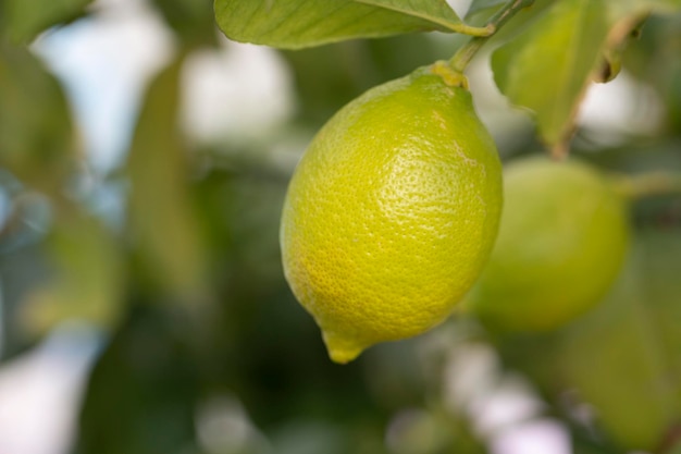 Un citron jaune-vert sur une branche dans le jardin un jour ensoleillé