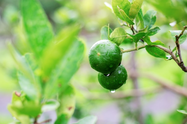 Citron de jeunes au printemps.