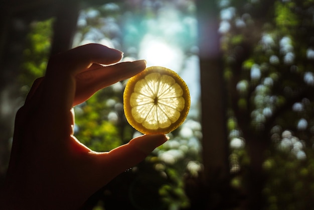 Citron à la main au soleil remède maison pour renforcer l'immunité