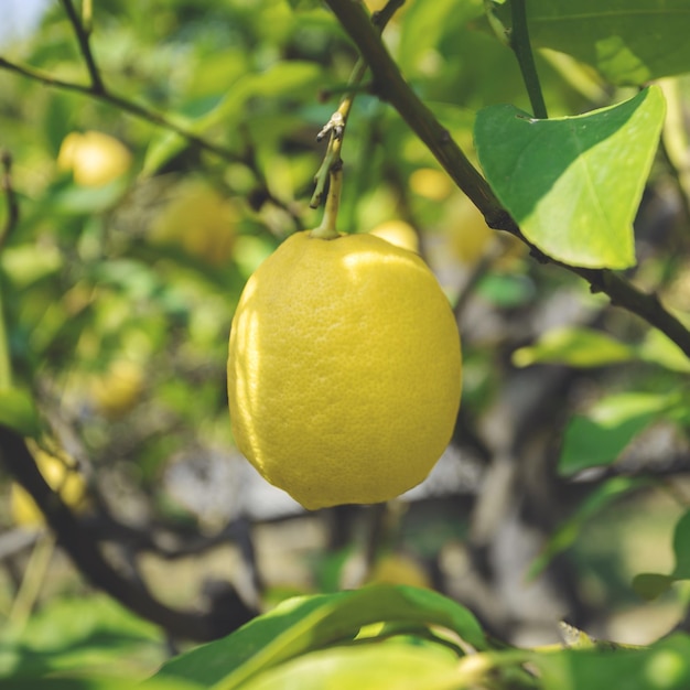 Le citron mûr accroche sur la branche d'arbre