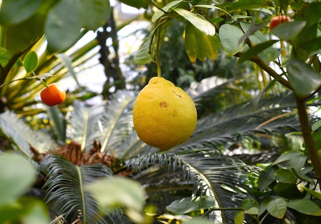 Citron mûr poussant sur une branche