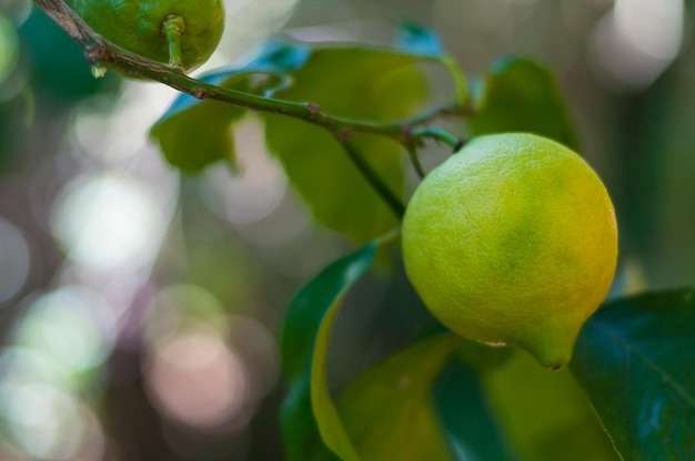 Citron non mûr sur l'arbre