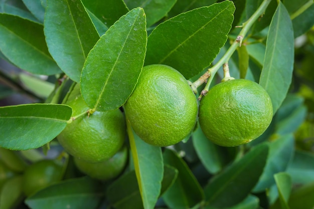 Citron vert frais avec feuille verte sur l'arbre