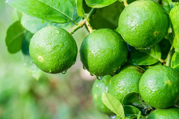 Citron vert frais suspendu à une branche sur un jardin de citronniers et un groupe de concept d'aliments sains de macro de citron