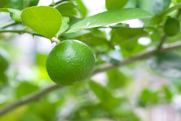 Citron vert frais sur tilleul dans un jardin bio.