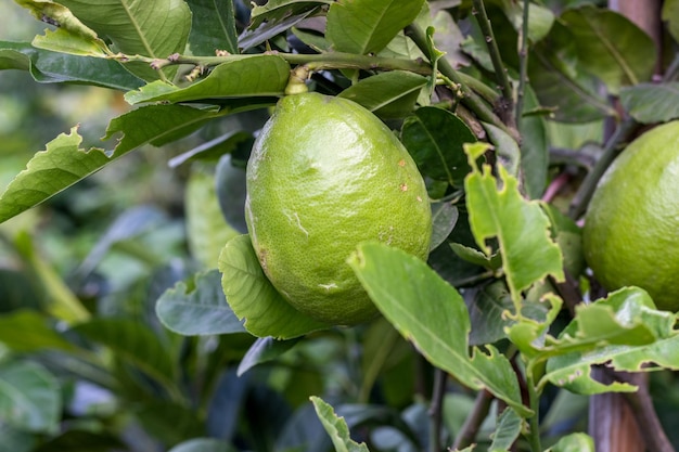 Citron vert non mûr suspendu à une branche dans le jardin en gros plan