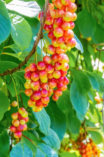 Citronnelle chinoise Schisandraceae Grappes de baies mûrissantes sur la vigne de l'arbuste