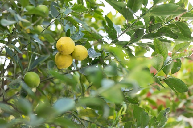 Citronnier avec 3 citrons jaunes mûrs au centre avec espace de copie