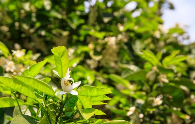 Citronnier en fleurs au printemps