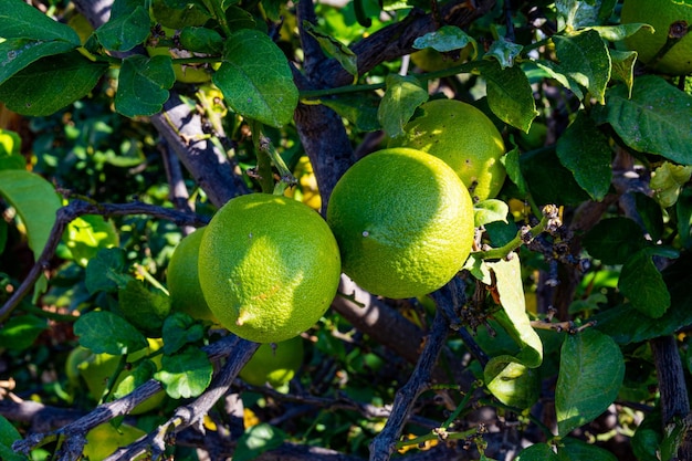 Citronnier avec mûrissement des fruits Récolte d'agrumes sur un arbre dans le sud de la Turquie