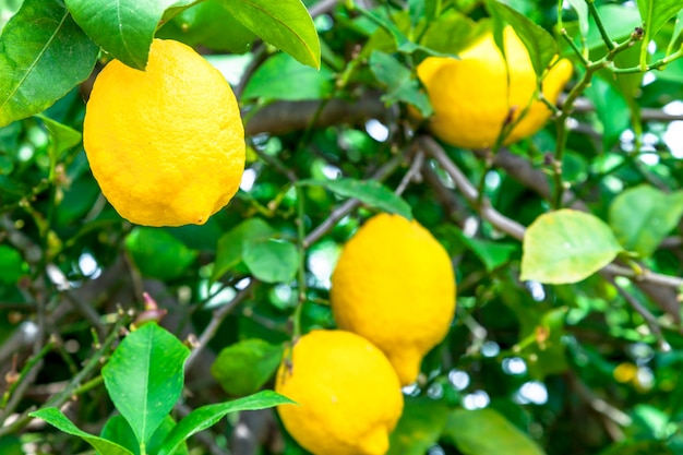 Citrons dans un arbre