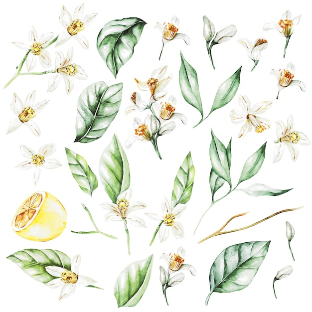 Citrons, fleurs et feuilles. Fruits de style aquarelle. Illustration