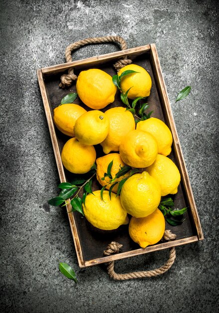 Citrons frais sur un plateau.