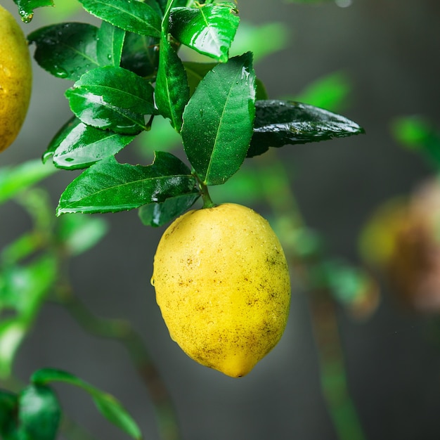 citrons jaunes suspendus sur l&#39;arbre