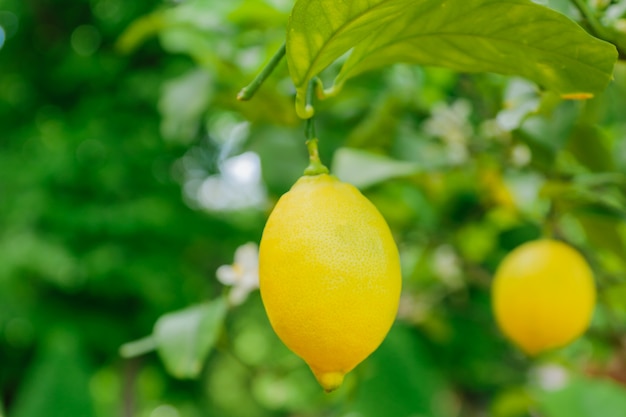 Citrons juteux lumineux suspendus à un arbre. Agrumes en croissance, soft focus