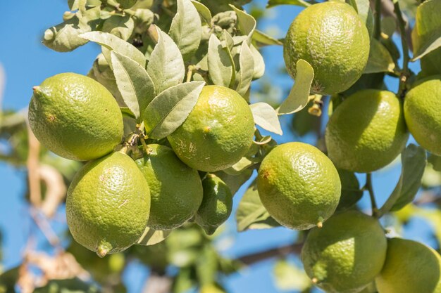 Citrons non mûrs sur l'arbre