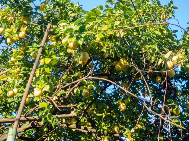 Les citrons poussent sur un arbre, les citrons mûrissent dans le jardin, les fruits jaunes sur la brousse, la saison hivernale en Géorgie, la récolte hivernale, les agrumes utiles.