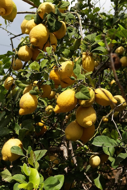 Les citrons poussent sur les branches des arbres fruitiers Saison de récolte des plantations de citron Putréfaction des agrumes