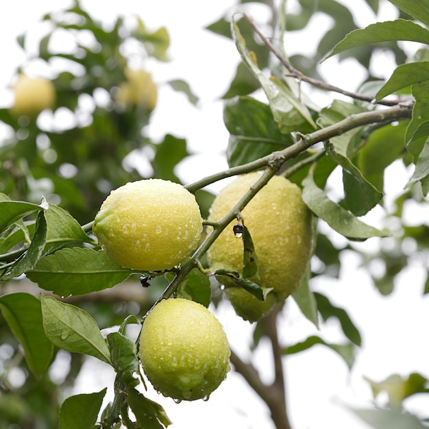 Citrons suspendus à la branche d'un citronnier un jour de pluie