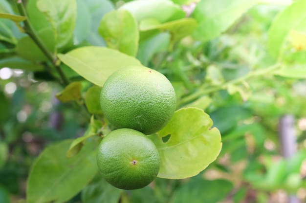 Citrons verts arbre dans le jardin avec la lumière du jour.