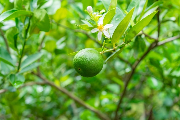 Citrons verts sur un arbre dans le jardin