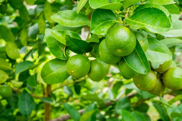 Citrons verts frais sur l'arbre dans le jardin biologique