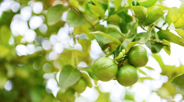 Citrons verts sur un gros plan d'arbre