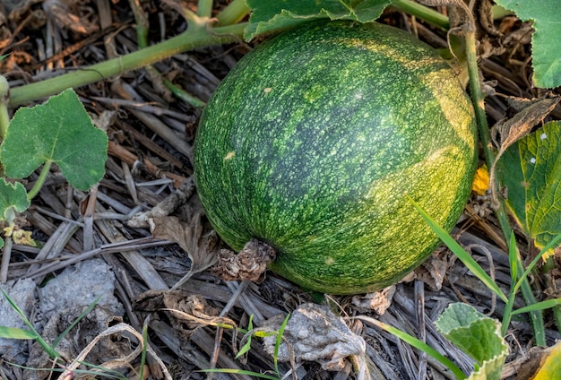 Citrouille biologique crue fraîche gros plan sur le champ agricole