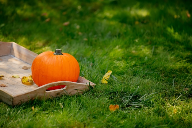 Citrouille sur un bureau sur l'herbe verte dans un jardin