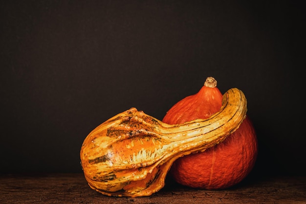 Citrouille comestible de la variété Hokkaido et courge verticale