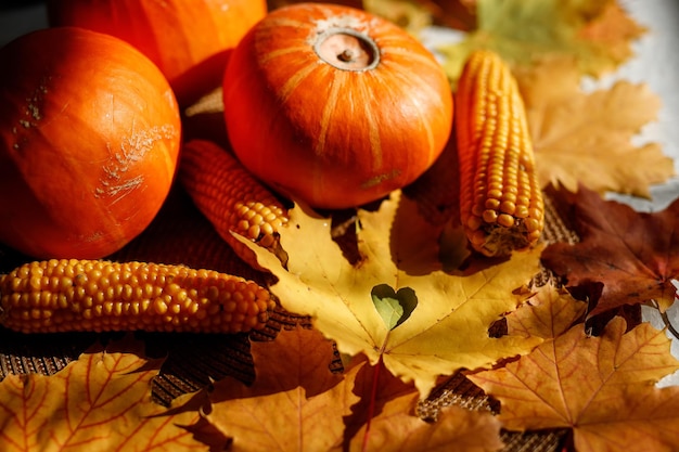 Citrouille, courge. Joyeux fond de jour de Thanksgiving. Citrouilles d'automne pour Thanksgiving