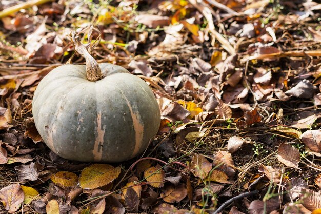 Citrouille dans le champ au coucher du soleil, récolte d'automne. La citrouille photo pousse dans le jardin. Patch de citrouille. Symbole d'Halloween et de Thanksgiving. Espace de copie.