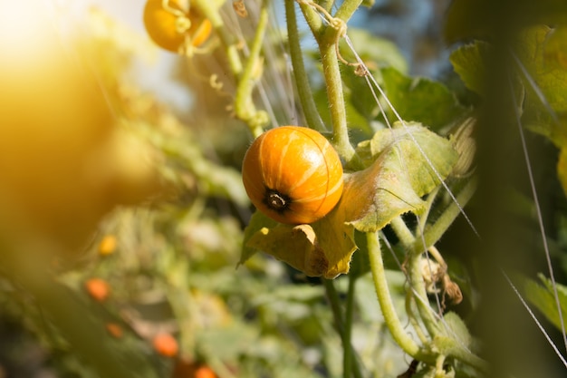 Citrouille dans le champ avec des feuilles vertes