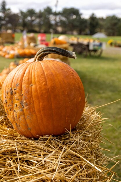 Une citrouille est posée sur une botte de foin devant un panneau indiquant des citrouilles.