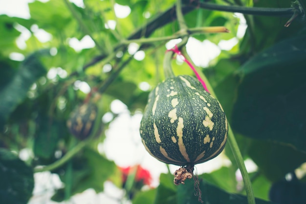 Citrouille de fantaisie dans la ferme