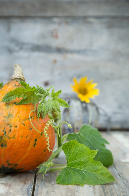 Photo citrouille avec feuilles et fleur