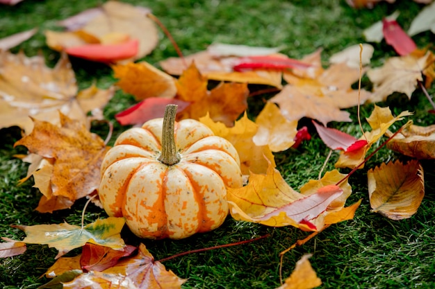 Citrouille et feuilles sur la pelouse verte