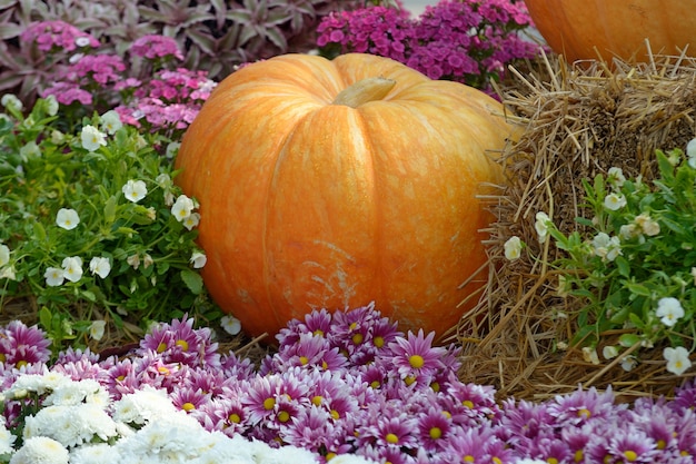 Citrouille sur fleur