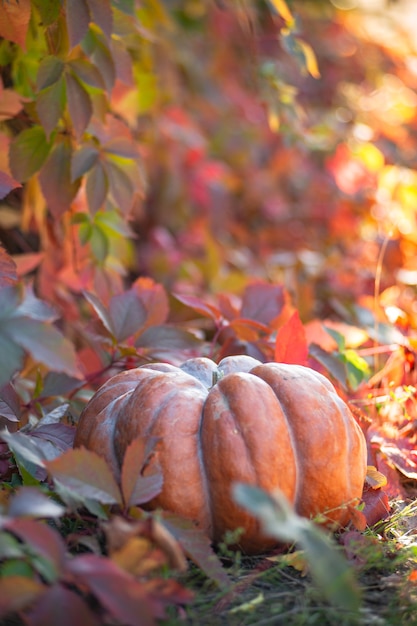 Citrouille sur fond de feuilles d'automne de raisins sauvages