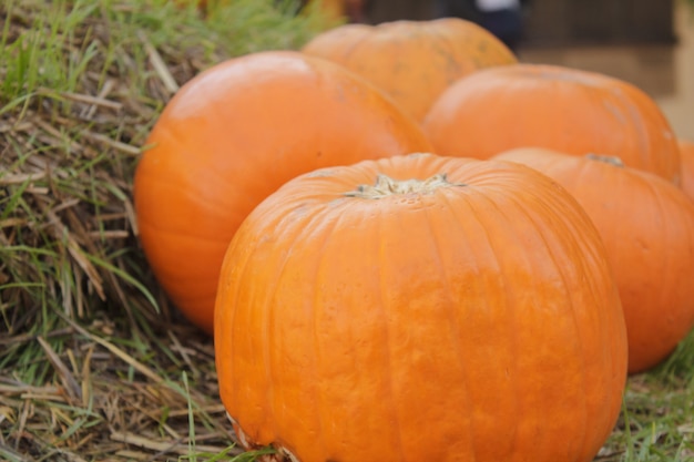 Photo citrouille halloween citrouille