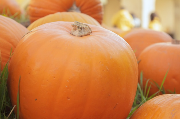 Photo citrouille halloween citrouille