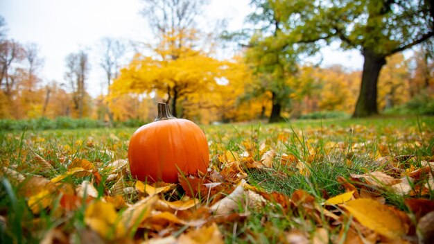 Citrouille sur une herbe avec des feuilles dans un parc